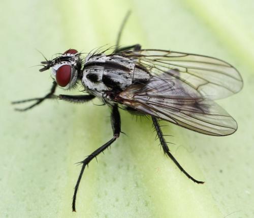 Eustalomyia festiva